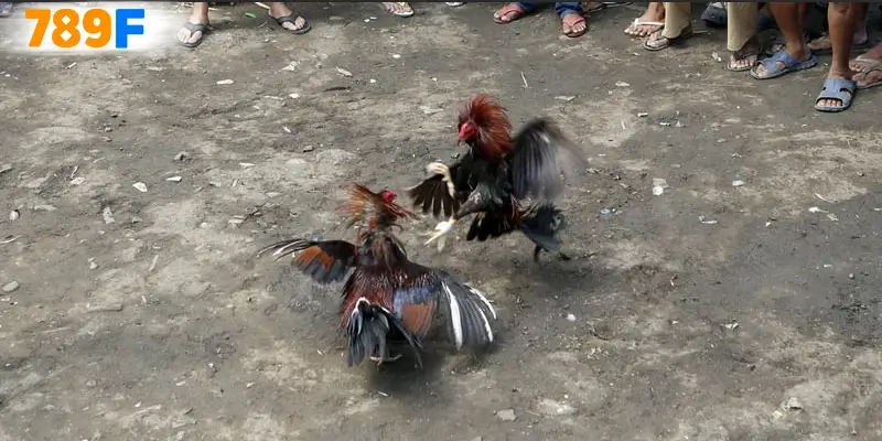 Kinh nghiệm khi tham gia