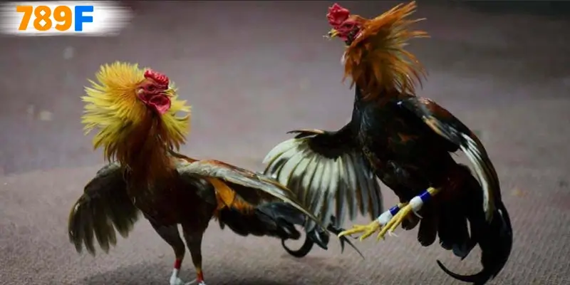 Những yếu tố cần biết