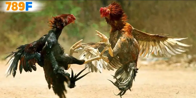 Những thông tin về sảnh game đá gà C1